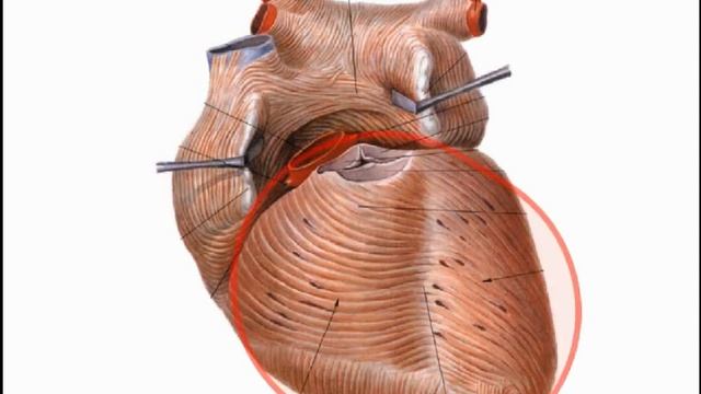 Сердце Cor часть 2 Строение стенок смотреть онлайн