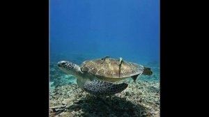 Vilu Thari Inn Maldives 3*
