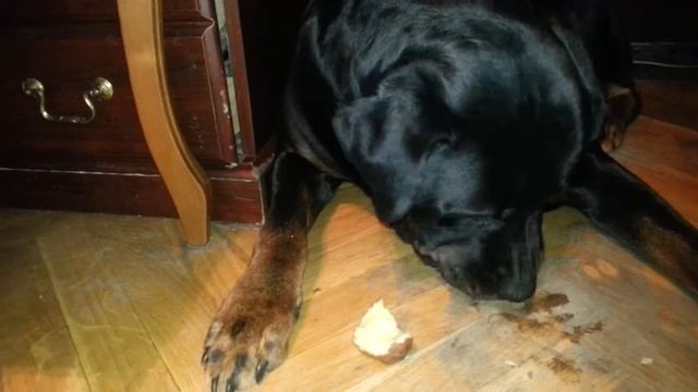 ротвейлер ест сырую картошку смотреть онлайн