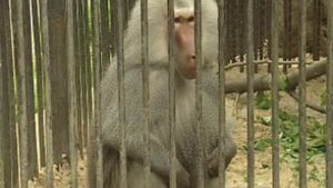 ЭВОЛЮЦИЯ ПРИМАТОВ