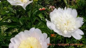 Пион травянистый Примавера (paeonia) ? пион Примавера обзор: как сажать рассада пиона Примавера