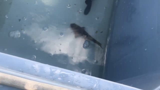 Лечение рыбы в пруду . смотреть онлайн