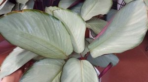 Review Calathea Silver Plate
