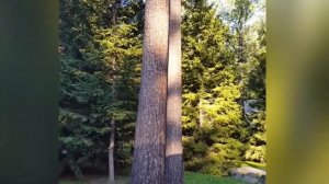 Белка дразнит шпица!