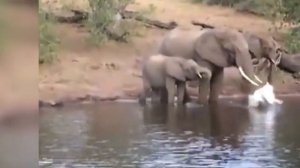 СЛОН В ДЕЛЕ! Слон против носорога, львов, крокодила, бегемота