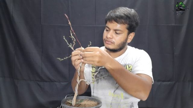 Ficus போன்சாய் செய்வது எப்படிFicus Nuda wiring and Shaping|creative styling|Bonsai Tutorial in Tami смотреть онлайн