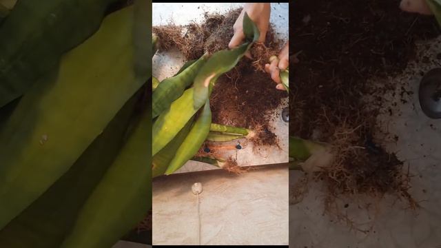 Сансевиерия Муншайн болуу смотреть онлайн