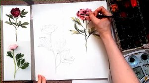 КАК РИСОВАТЬ ПИОНЫ / АКВАРЕЛЬ / ПОЭТАПНЫЙ ПРОЦЕСС