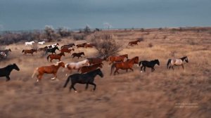 Horses of White Rock, Crimea. Drone Cinematic / Лошади у Белой Скалы, Крым, съемка с дрона 4k