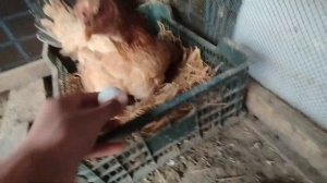 Как сделать квочку. как кормить. О Шамо стала квочкой