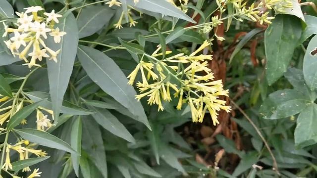 Most fragrant plants of my British garden: Cestrum parqui, the green Cestrum / Chilean night jasmin смотреть онлайн