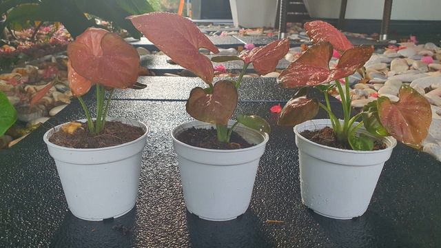 ต้นออมนาคแดง ไม้มงคล ส่งเสริมความร่ำรวยเงินทองเต็มบ้าน Syngonium Super Red 'Orm Nak' смотреть онлайн