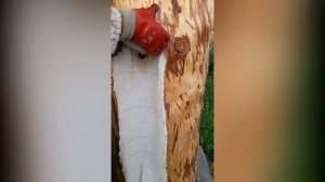 Бортевое пчеловодство или "пчелиный проект" в Сибирских условиях