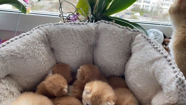 ? ШИКАРНЫЕ ЗОЛОТЫЕ КОШКИ?МИЛЫЕ КОТЯТА? GOLDEN KITTENS GERMANY?