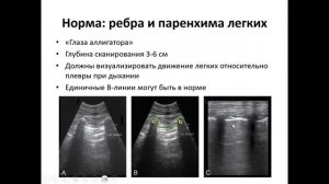 УЗИ грудной полости собак и кошек| Норма| Отрывок лекции