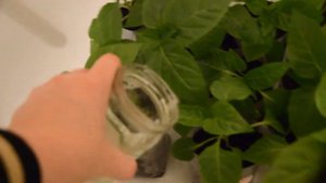 Внекорневая подкормка рассады перца. Приготовление раствора для опрыскивания.