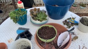 Quite morning planting succulents