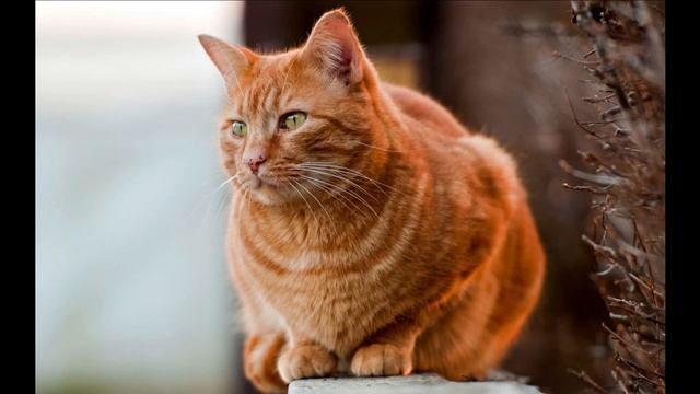 Коты воители (Эрин Хантер) Стань диким! (1 Глава) смотреть онлайн