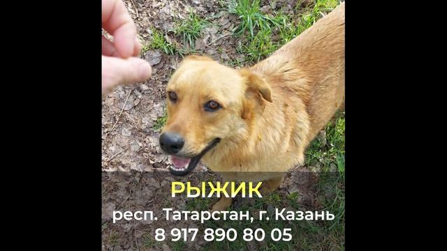 Пропала собака ! Рыжик , респ. Татарстан , г. Казань смотреть онлайн