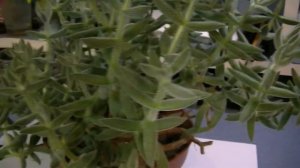 Crassula Mesembryanthemoides