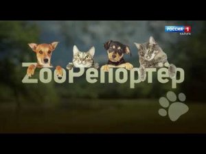 Анонс передачи "Зоорепортёр" на России 1