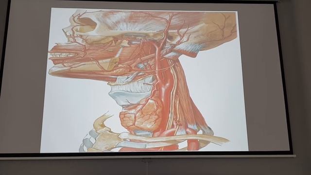 Топография шеи смотреть онлайн