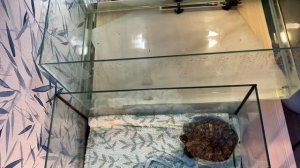 Красноухая черепаха. Уборка аквариума