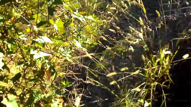 Ориентирование по сторонам света Юриного домика смотреть онлайн