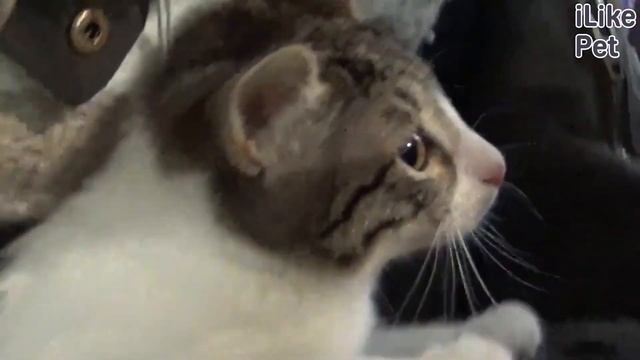 3 вида наполнителя для кошачьего лотка смотреть онлайн