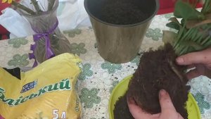 Сингониум Розовый посадка