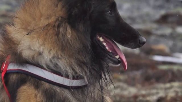 Nuch Woodshine`s Regal Swany смотреть онлайн