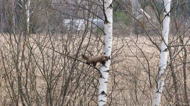 Куница смотреть онлайн
