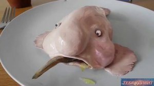 РЫБА КАПЛЯ С ЧЕЛОВЕЧЕСКИМ ЛИЦОМ