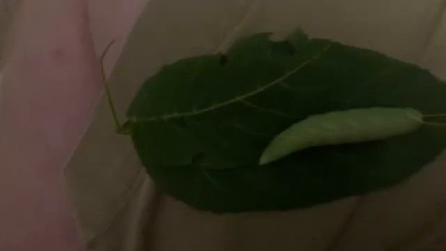 Amorpha juglandis. The walnut Sphinx moth смотреть онлайн