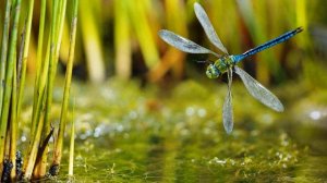 А  Толстой  Где гнутся над омутом лозы #стихиоприроде #стихидлядетей #поэты19века