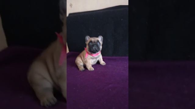 девочка французского бульдога смотреть онлайн