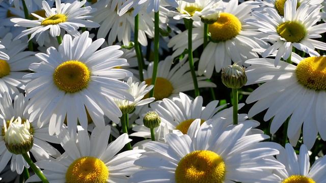 Красивые - Цветы в саду шикарные розы и ромашки смотреть онлайн