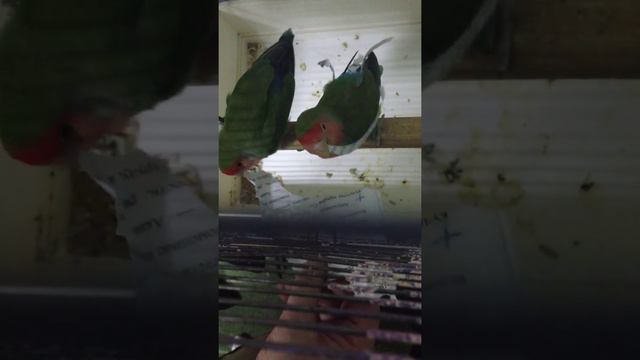 Попугай украшает себя бумагой смотреть онлайн