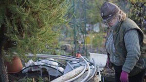 Как правильно укрыть розы на зиму