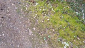 Красивые грибочки Костромской области