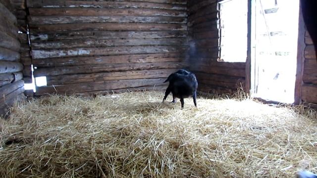 А вот и козлята! смотреть онлайн