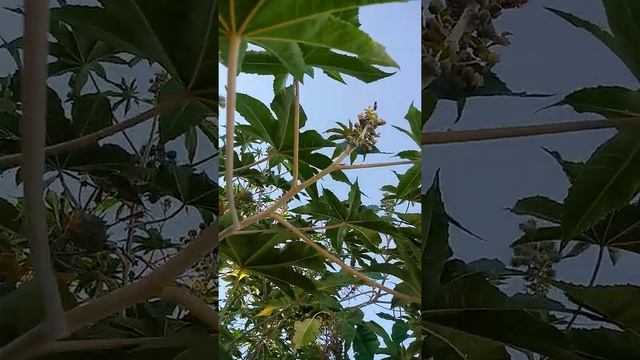 Abelha na flor da mamona Ricinus communis