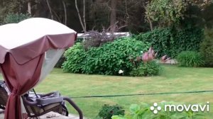 ?Стрижка хвойных.Часть 1.Туи и не много елей.?