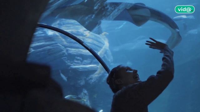 Hotel Atlantis - Dubai смотреть онлайн