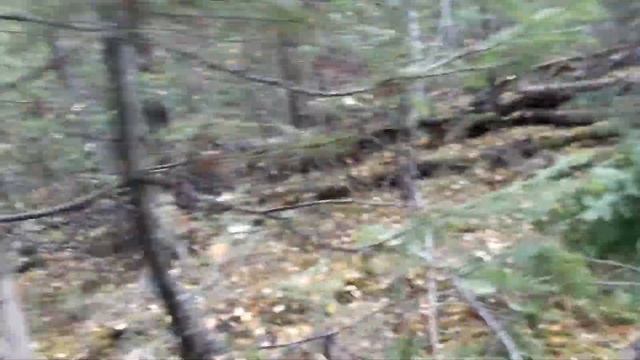 Ведьменные метла у пихты, тайга, осень смотреть онлайн