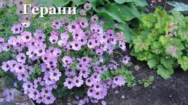 Разрешите представиться - питомник растений Ситцевый Сад. Что выращиваем, чем можем быть интересны.