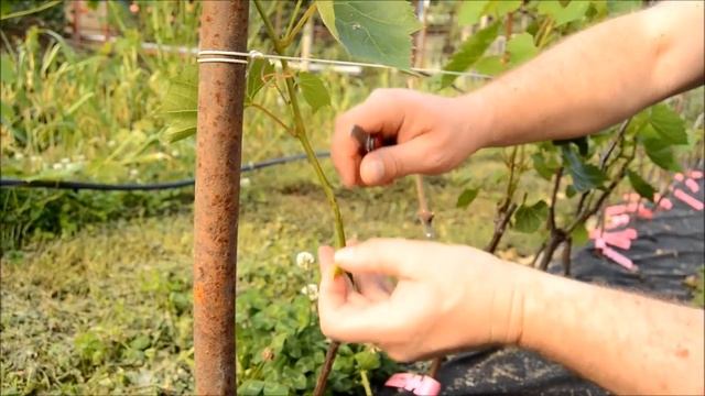 Окулировка винограда - летняя прививка щитком
