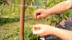 Окулировка винограда - летняя прививка щитком