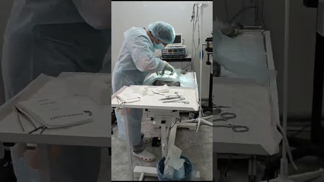 Будни ветеринара ,пушистики.Ветеринарный врач.Советы врача.