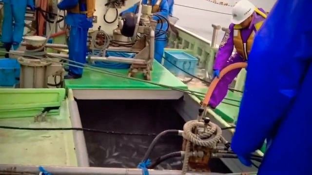 Рекордный Улов Скумбрии, Рыбы Луна Сетевое Рыболовство в Японии